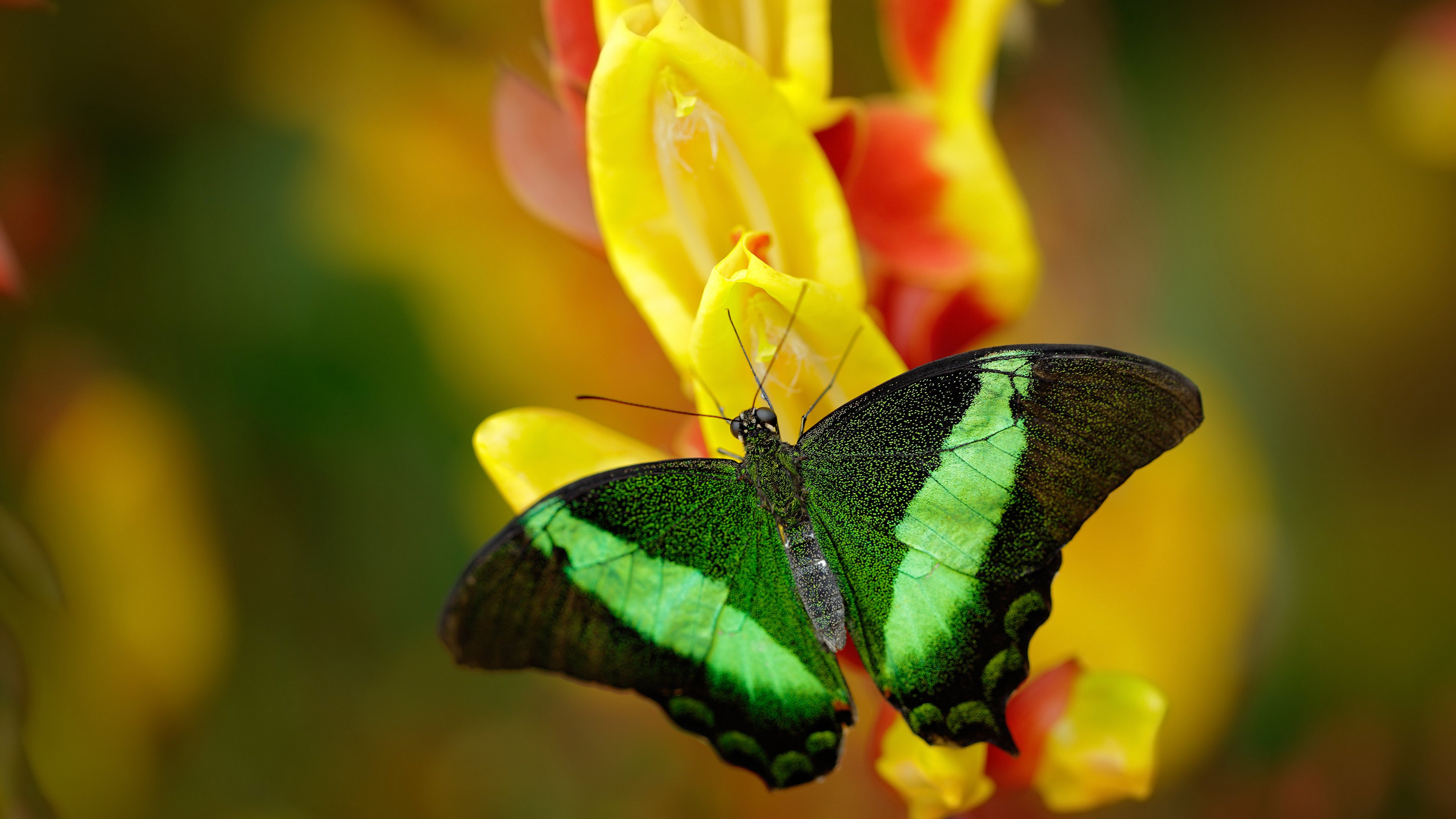 开云体育-“意甲豪门苦战，追赶榜首裂变激烈”，意甲豪门排名