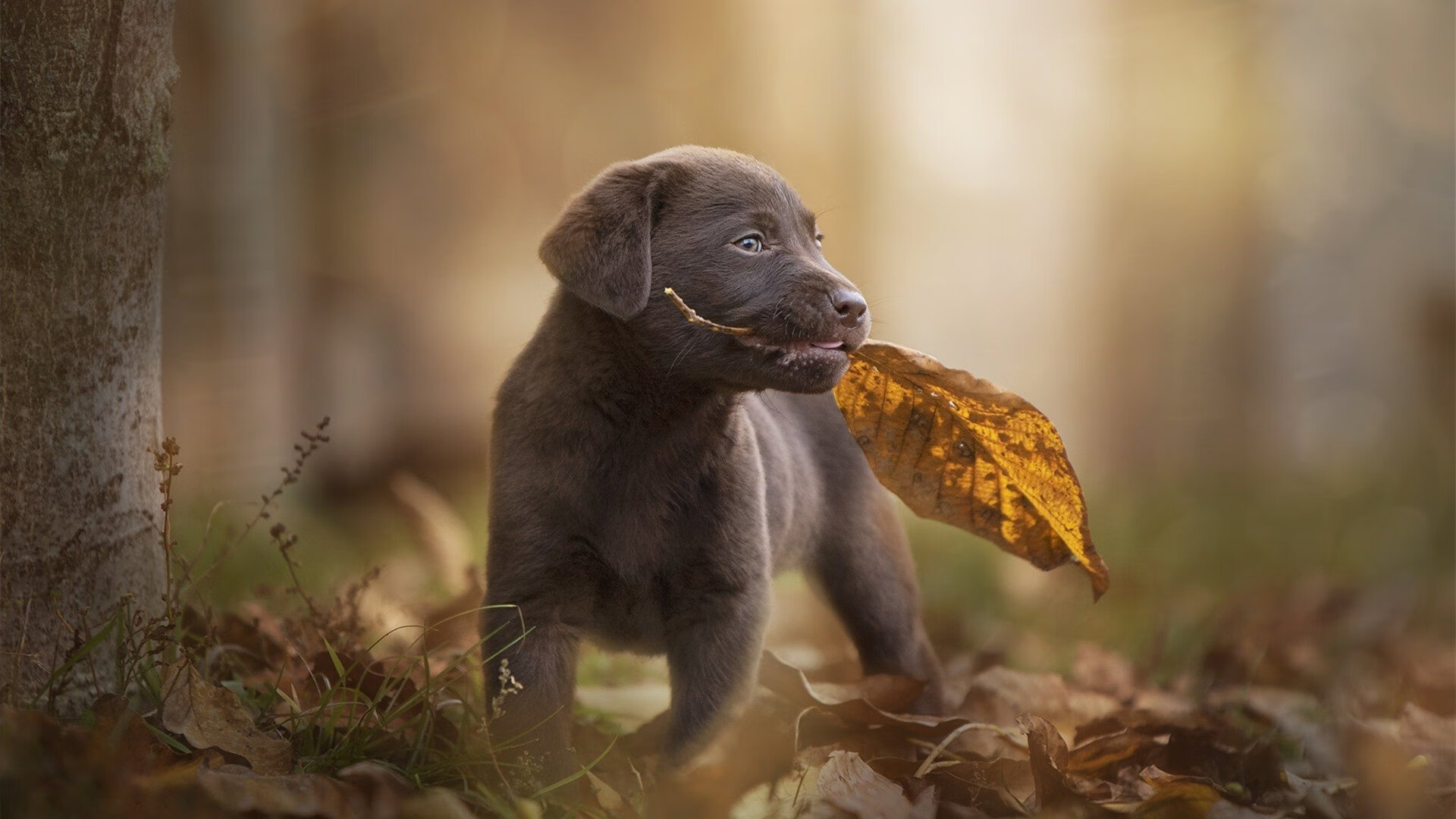 “智能化青训营:用数据筛选潜力股,未来巨星抽芽的科技梦工厂”