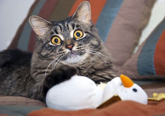 “青训学院建设提速，为国家队储备未来主力”，青训营百度百科