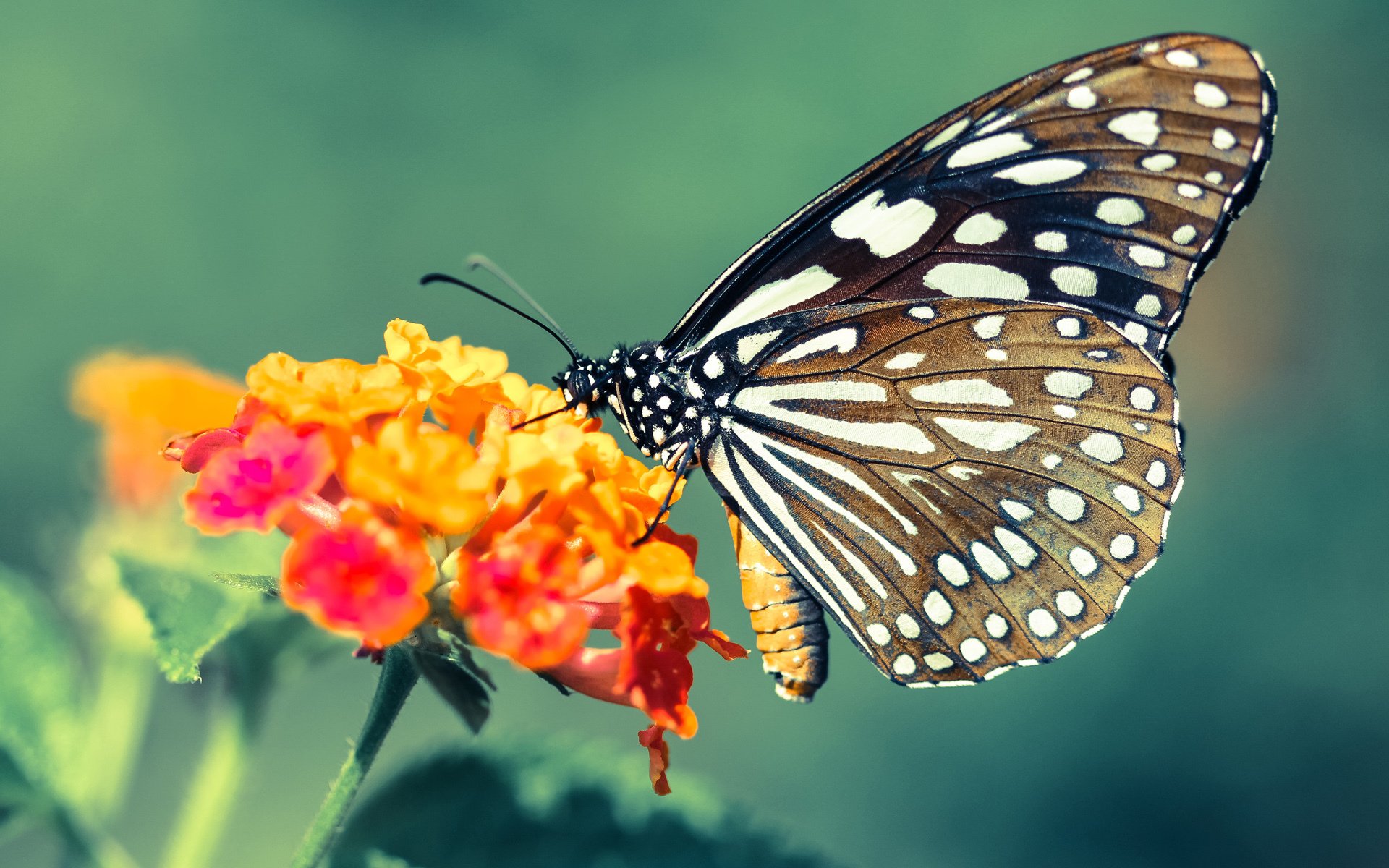 开云·体育官网-国际泳联新规出台：泳衣技术限制再升级，国际泳联比赛规则