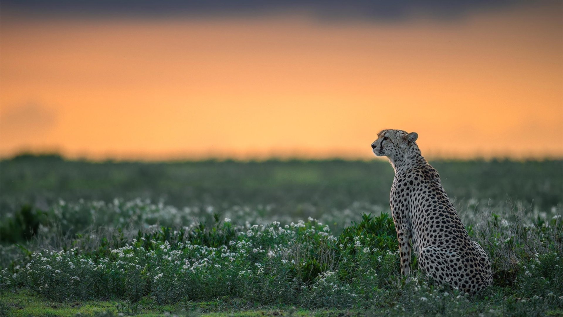 国际泳联新规出台：泳衣技术限制再升级，国际泳联比赛规则
