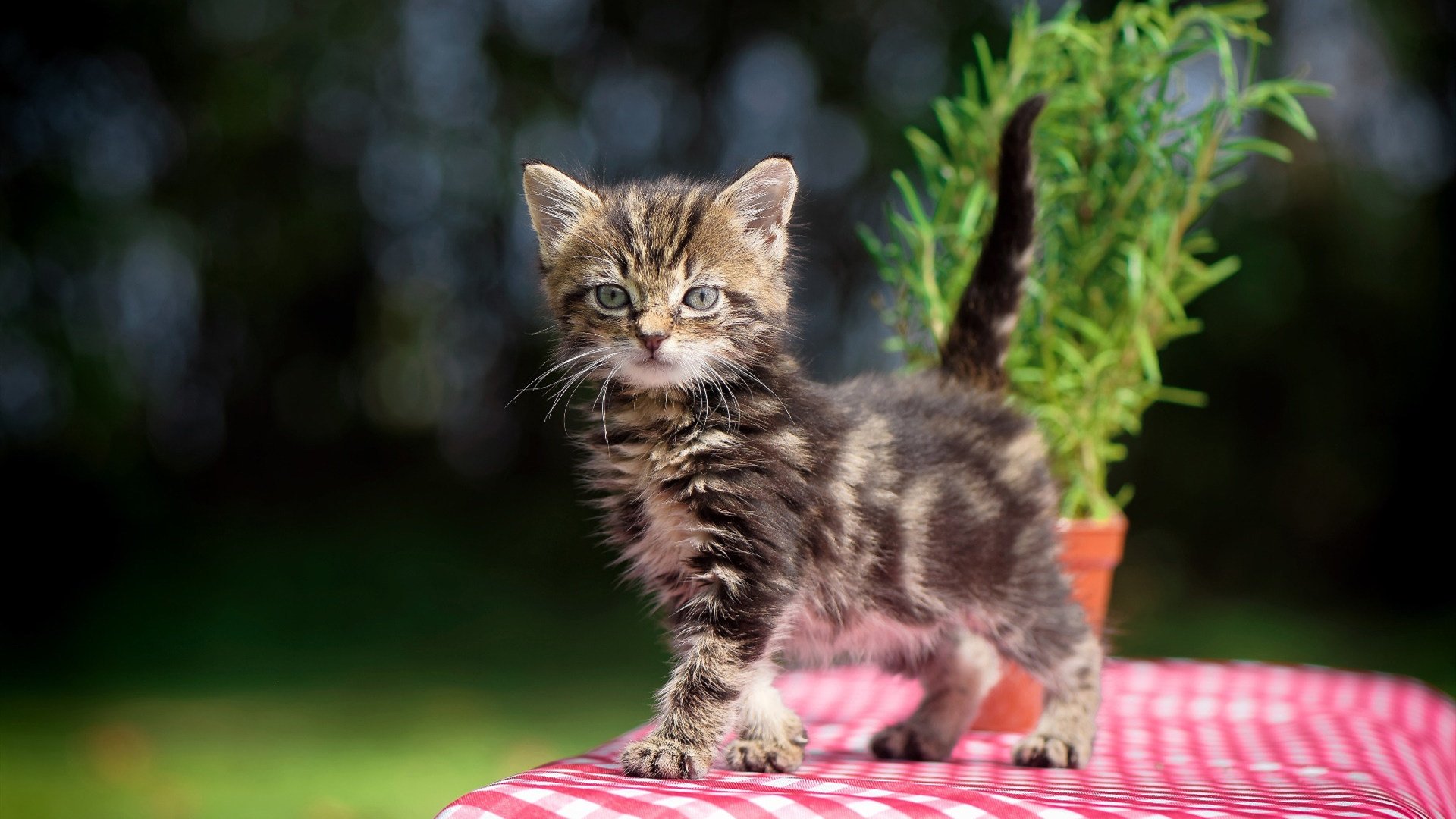 法甲:蒙彼利埃1-1平斯特拉斯堡,激烈对抗战况胶着,蒙彼利埃球员名单
