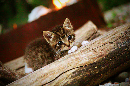 特色篮球节庆与国潮融合，打造文化新地标，国庆节篮球赛标语