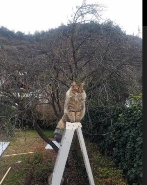 篮球俱乐部多元化运营模式探索,篮球俱乐部的发展现状