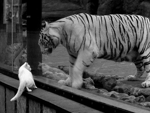 开云·体育官网APP下载-科科·高芙赢得2024年美网女单冠军，今年美网女单冠军