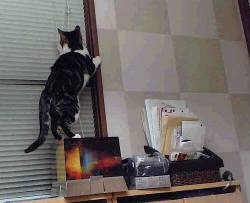 青少年足球锦标赛吸引众多媒体关注,展现竞技风采,青少年足球锦标赛官网