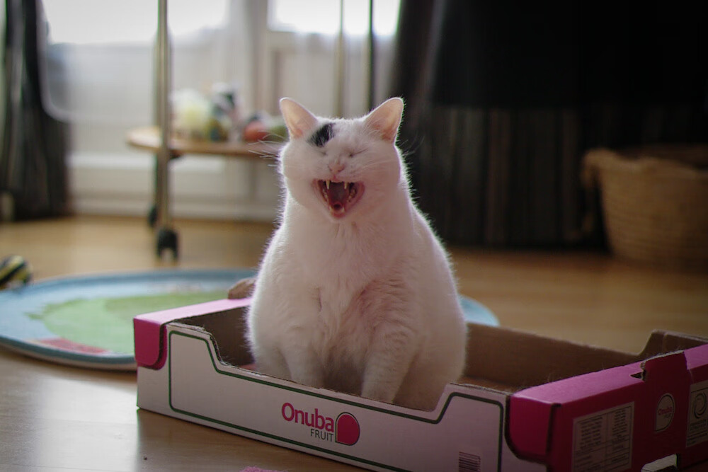 开云官方网站-PSG中场核心状态火热，psg的中单