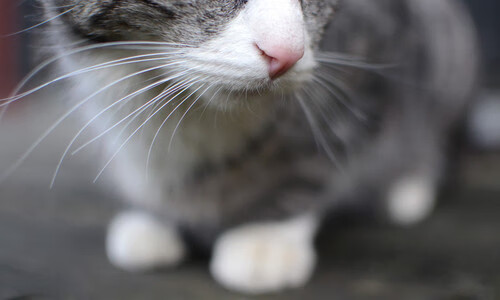 NBA电竞战队斩获Twitch年度人气奖，nba的电竞战队