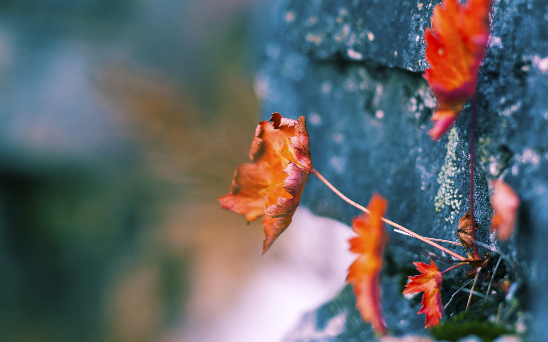 PSG连续多场比赛取胜,psg哪个赛区的战队