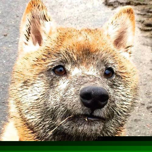 中国足球俱乐部管理水平不断提升,中国足球俱乐部改革