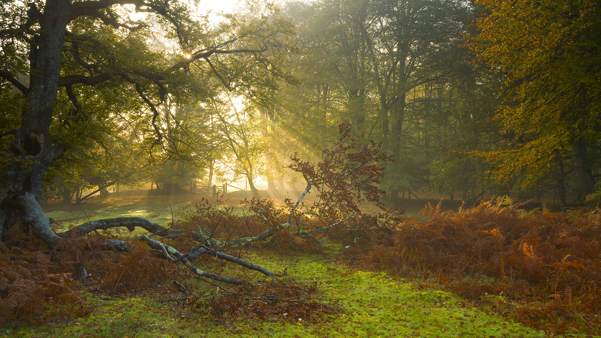 体育球员表现提升助球队冲击冠军,球员总结