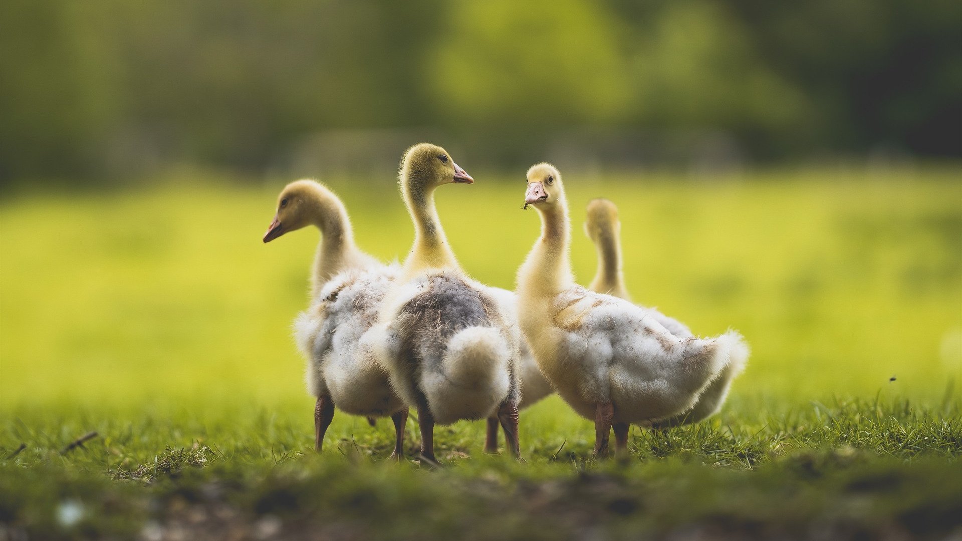 kaiyun体育app-伊普斯维奇城中场核心：球队的发动机，伊普斯维奇高中