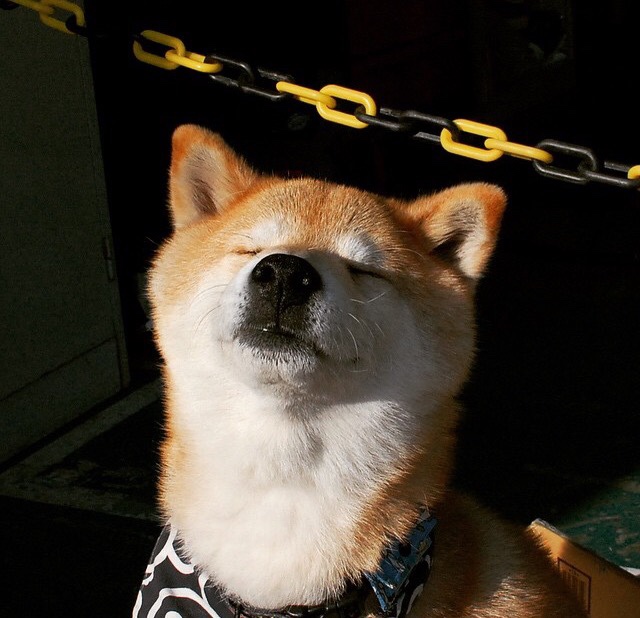 印度队鼓足干劲,勿忘拼搏初心,印度队徽